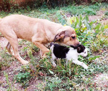 BAHATI, Hund, Mischlingshund in Bulgarien - Bild 9