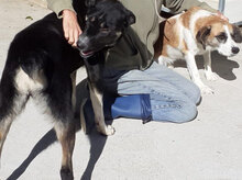 RONIN, Hund, Mischlingshund in Bulgarien - Bild 11