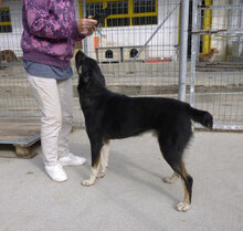 RONIN, Hund, Mischlingshund in Bulgarien - Bild 12