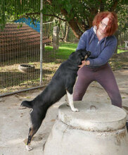 RONIN, Hund, Mischlingshund in Bulgarien - Bild 2