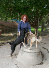 RONIN, Hund, Mischlingshund in Bulgarien - Bild 3