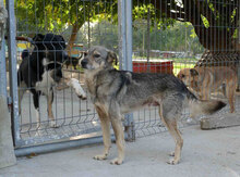 RONIN, Hund, Mischlingshund in Bulgarien - Bild 7
