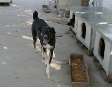 RONIN, Hund, Mischlingshund in Bulgarien - Bild 8