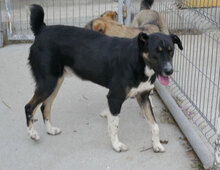 RONIN, Hund, Mischlingshund in Bulgarien - Bild 9