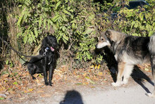 NERO, Hund, Mischlingshund in Rosenberg - Bild 12