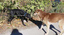 NERO, Hund, Mischlingshund in Rosenberg - Bild 13
