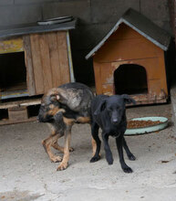 NERO, Hund, Mischlingshund in Rosenberg - Bild 3