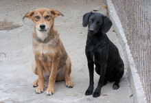NERO, Hund, Mischlingshund in Rosenberg - Bild 4