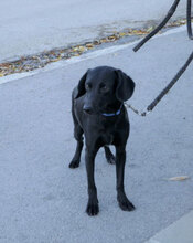 NERO, Hund, Mischlingshund in Rosenberg - Bild 7