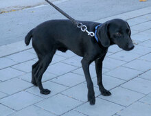 NERO, Hund, Mischlingshund in Rosenberg - Bild 9