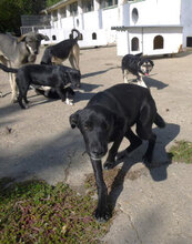 AJZA, Hund, Mischlingshund in Bulgarien - Bild 11