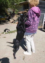 AJZA, Hund, Mischlingshund in Bulgarien - Bild 13