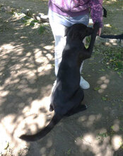 AJZA, Hund, Mischlingshund in Bulgarien - Bild 14