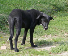 AJZA, Hund, Mischlingshund in Bulgarien - Bild 2