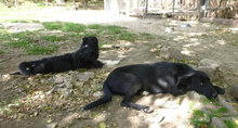 AJZA, Hund, Mischlingshund in Bulgarien - Bild 3