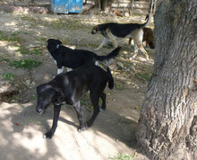 AJZA, Hund, Mischlingshund in Bulgarien - Bild 4