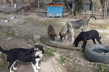 AJZA, Hund, Mischlingshund in Bulgarien - Bild 5