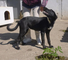 AJZA, Hund, Mischlingshund in Bulgarien - Bild 6