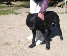 AJZA, Hund, Mischlingshund in Bulgarien - Bild 8