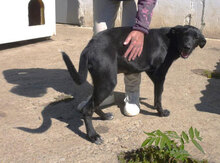 AJZA, Hund, Mischlingshund in Bulgarien - Bild 9