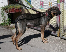 RANYA, Hund, Mischlingshund in Bulgarien - Bild 1