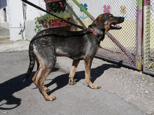 RANYA, Hund, Mischlingshund in Bulgarien - Bild 2
