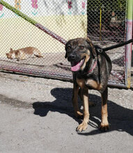 RANYA, Hund, Mischlingshund in Bulgarien - Bild 4