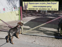 RANYA, Hund, Mischlingshund in Bulgarien - Bild 5