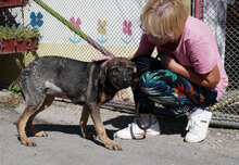 RANYA, Hund, Mischlingshund in Bulgarien - Bild 7