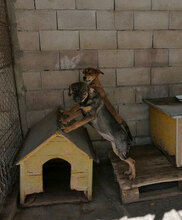 RANYA, Hund, Mischlingshund in Bulgarien - Bild 8