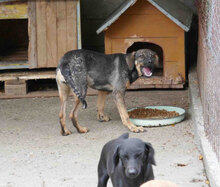 RANYA, Hund, Mischlingshund in Bulgarien - Bild 9