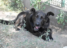 GRETI, Hund, Mischlingshund in Ungarn - Bild 6