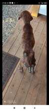 ISAJA, Hund, Mischlingshund in Belgien - Bild 2