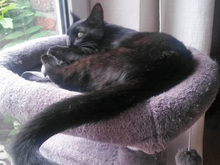GIORGINA, Katze, Europäisch Kurzhaar in Nettetal - Bild 3