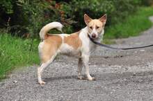 LUMPIK, Hund, Mischlingshund in Slowakische Republik - Bild 1
