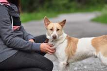 LUMPIK, Hund, Mischlingshund in Slowakische Republik - Bild 10