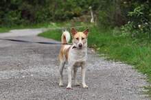 LUMPIK, Hund, Mischlingshund in Slowakische Republik - Bild 11