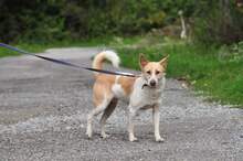 LUMPIK, Hund, Mischlingshund in Slowakische Republik - Bild 3