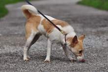 LUMPIK, Hund, Mischlingshund in Slowakische Republik - Bild 4