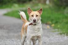 LUMPIK, Hund, Mischlingshund in Slowakische Republik - Bild 7