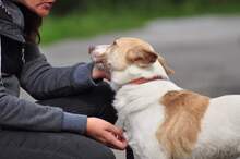 LUMPIK, Hund, Mischlingshund in Slowakische Republik - Bild 8