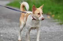 LUMPIK, Hund, Mischlingshund in Slowakische Republik - Bild 9