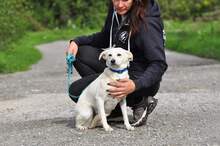 KAJLA, Hund, Mischlingshund in Slowakische Republik - Bild 2