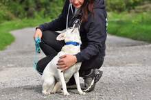 KAJLA, Hund, Mischlingshund in Slowakische Republik - Bild 8