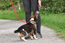 BENJIS135, Hund, Mischlingshund in Slowakische Republik - Bild 10