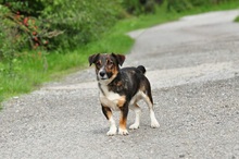 BENJIS135, Hund, Mischlingshund in Slowakische Republik - Bild 11