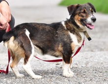 BENJIS135, Hund, Mischlingshund in Slowakische Republik - Bild 12