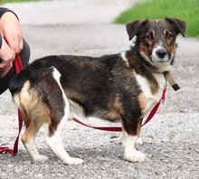BENJIS135, Hund, Mischlingshund in Slowakische Republik - Bild 2