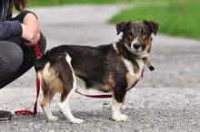 BENJIS135, Hund, Mischlingshund in Slowakische Republik - Bild 3