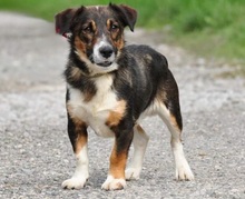 BENJIS135, Hund, Mischlingshund in Slowakische Republik - Bild 4